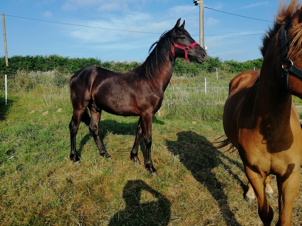 trotteur réformé a vendre