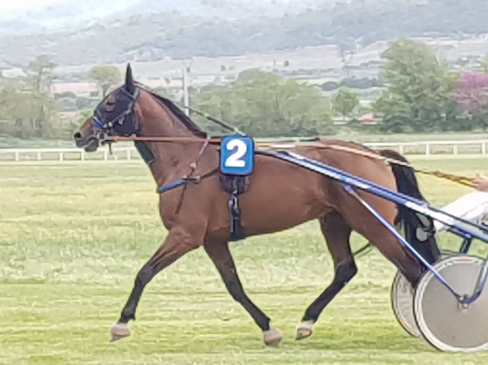 cheval-4-ans-pour-courses-en-Belgique