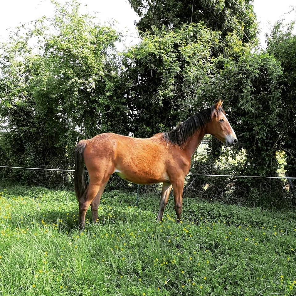 A-vendre-