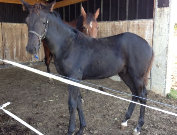 vend-poulain-