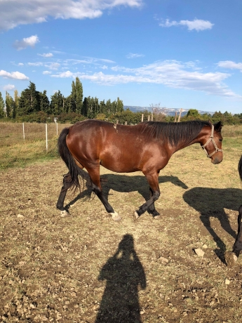 Tres-belle-pouliche-G
