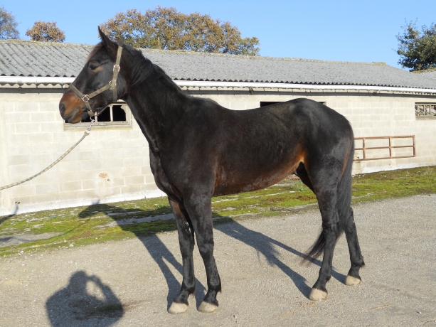 VEND-CHEVAL-TROTTEUR-FALCO-DES-GROLOU