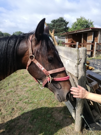 Trotteur-3-ans