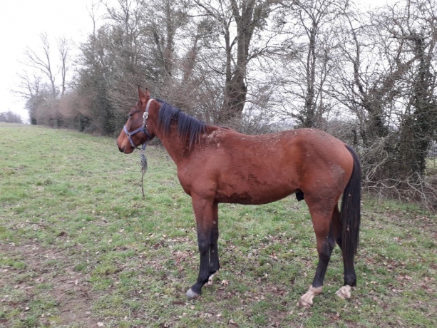 lot-de-chevaux