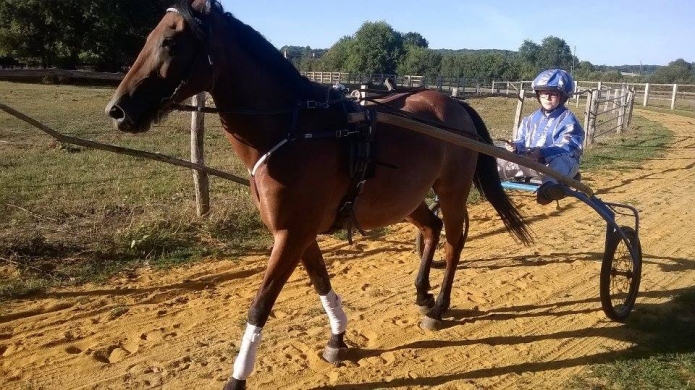 trotteur a vendre pour course