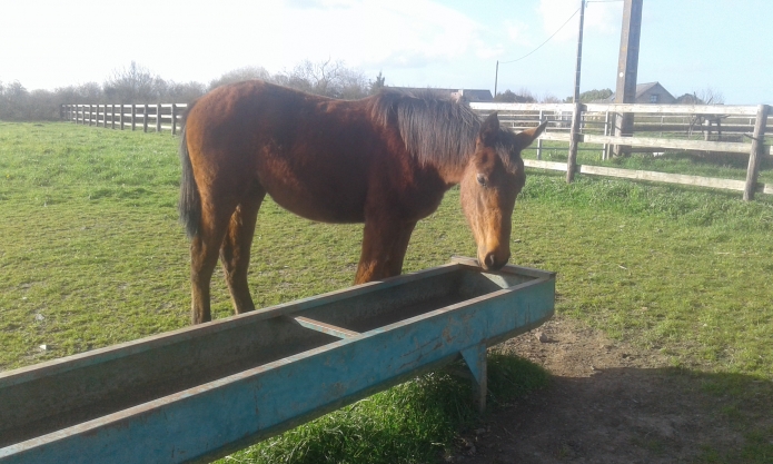 A-vendre-lot-de-poulain-I