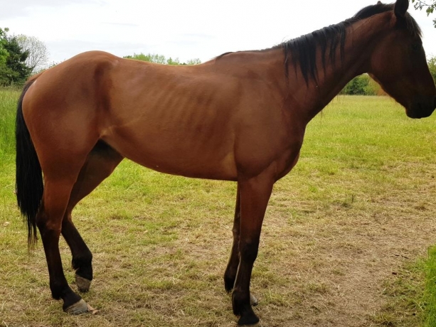 cheval trotteur francais a vendre