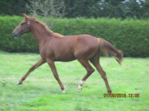 Recherche-entraineur-pour-pouliche-H-de-ATHOS-DES-ELFES