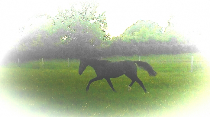 Pouliche-H