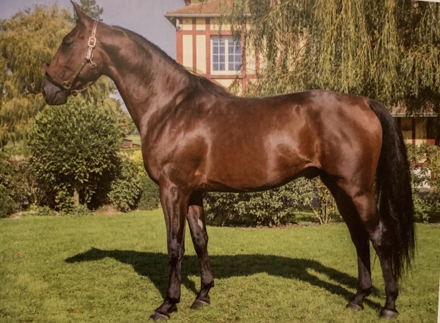 A-vendre-Etalon-ne-en-2012-2-eme-annee-de-monte