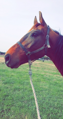 Cheval-monte