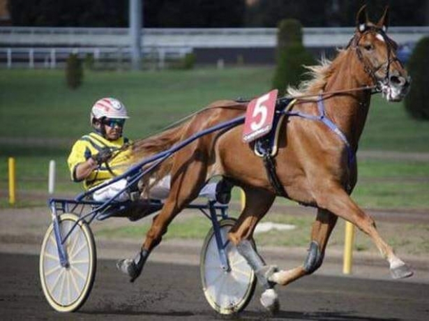 Recherche-Cheval-H-ou-F--2-ou-3-ans