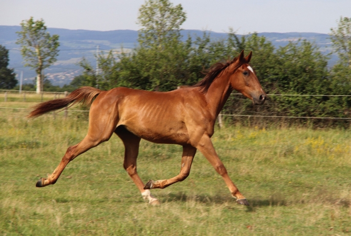 Hongre-2-ans-par-Quaker-Jet