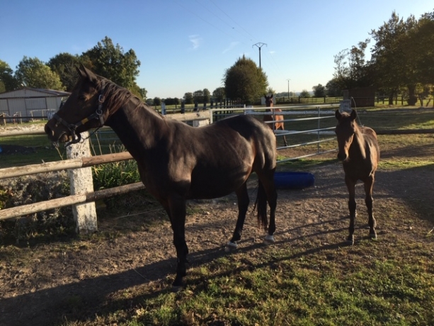 Une-picarde-et-son-foal