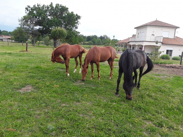 POULICHE-trotteuse-2-ans