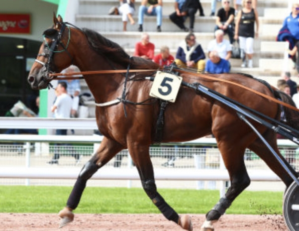 Vends-saillie-Dijon