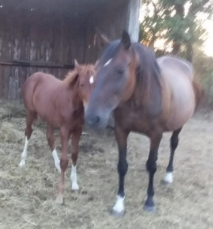 Vends-foal-par-Seduisant-Fouteau