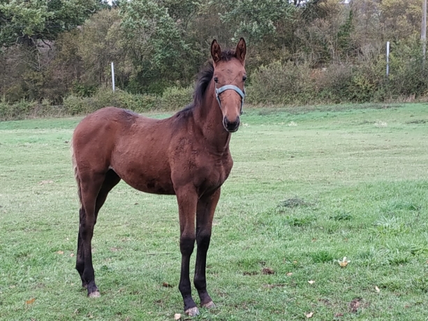 Jeny-Belle--Petite-femelle-nee-en-2019