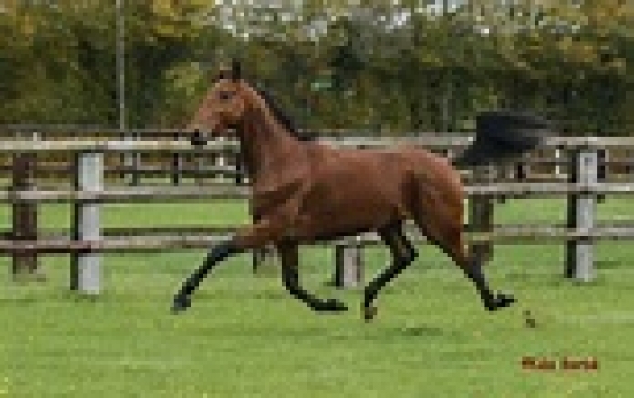 saillies-de-drole-de-jet