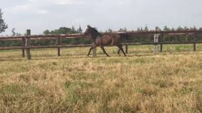 POULICHE-(TF)-DE-2-ANS-A-VENDRE