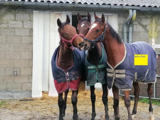 Tres-joli-poulain-a-vendre