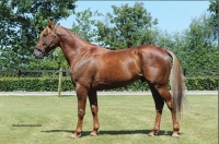 pouliniere trotteur francais a vendre