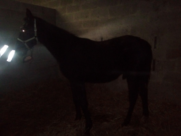 Jumper-du-ranch