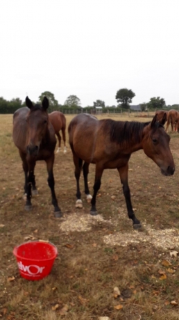 RECHERCHE-ENTRAINEUR-POUR-LOCATION-DE-2-POULAINS