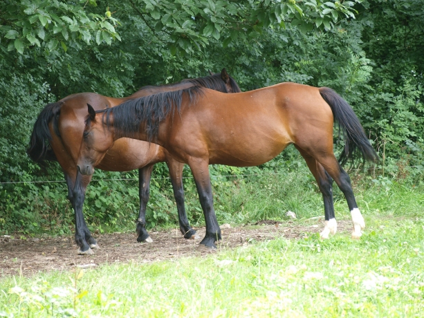 pouliniere-a-loue