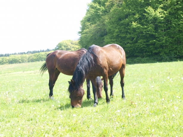 pouliniere-a-loue