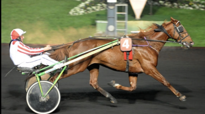Vends-saillies-Saphir-de-Morge