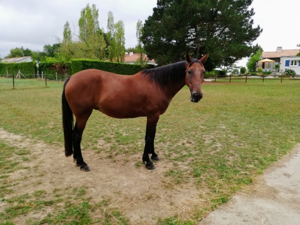 vends-quot;T-quot;-1ere-categorie