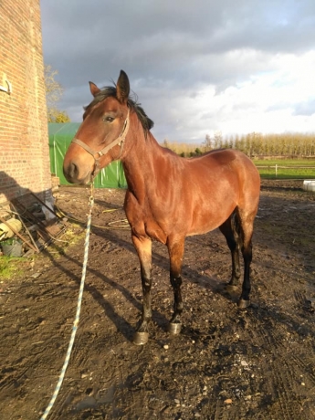 trotteur a vendre reforme