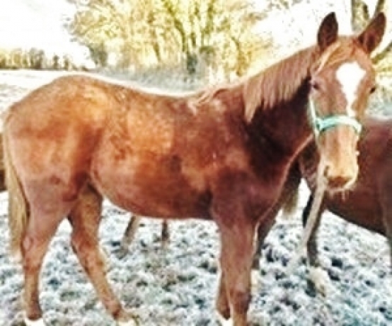 JANEMAILLE-belle-pouliche-alezane