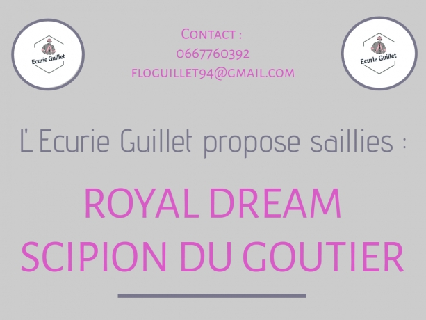 Vends-saillies-SCIPION-DU-GOUTIER-et-ROYAL-DREAM