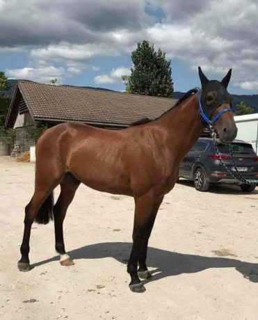 a-vendre-hongre-de-7-ans