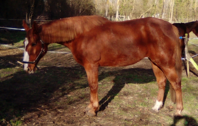 VDS-ou-ECHANGE-Jument-TF-pp--11-ans--Beau-modele-pour-loisirs--pouliniere