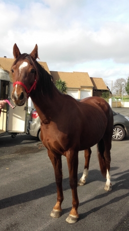 Femelle-H-par-Saphir-d---Haufor