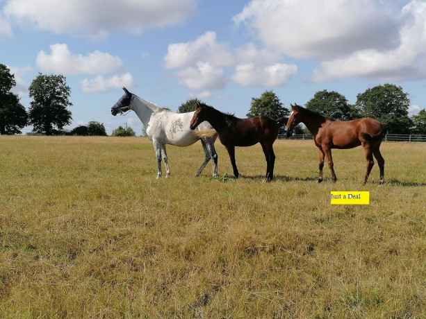 Beau-Yearling-a-vendre-par-Password