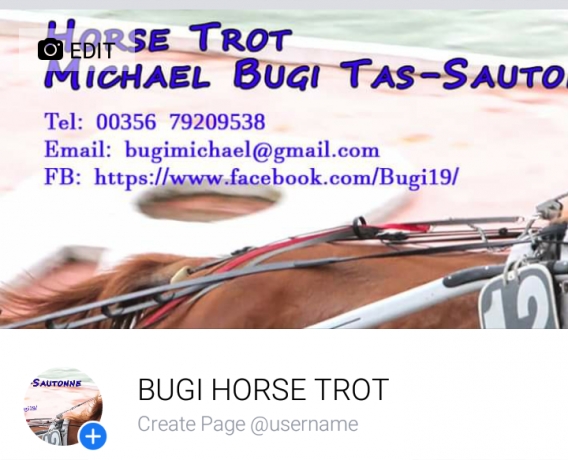Recherche-chevaux-pour-l---etranger