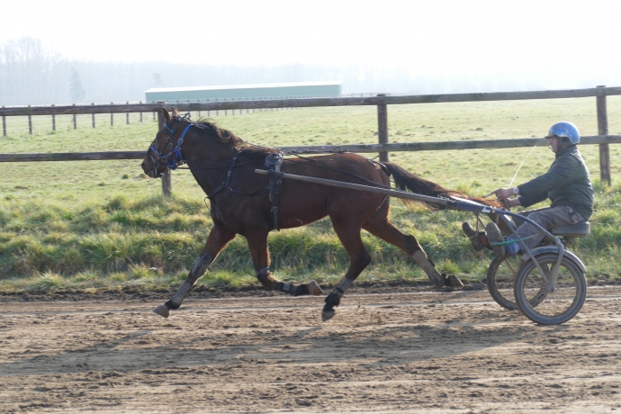 trotteurs qualifiés