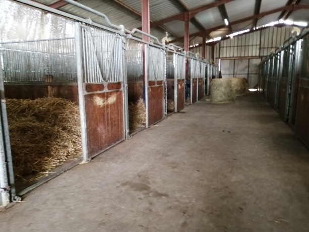 cheval-au-repos-et-reprise-de-travail-progressive