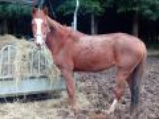 Pouliniere