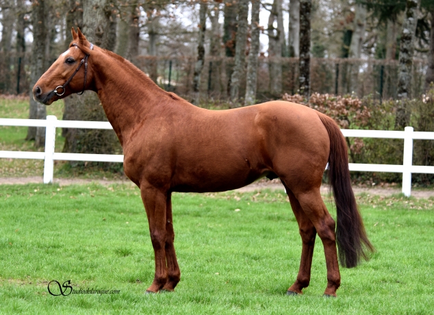 Vends-Saillie(s)-de-BARJAL--classique--1---11-par-Memphis-du-Rib