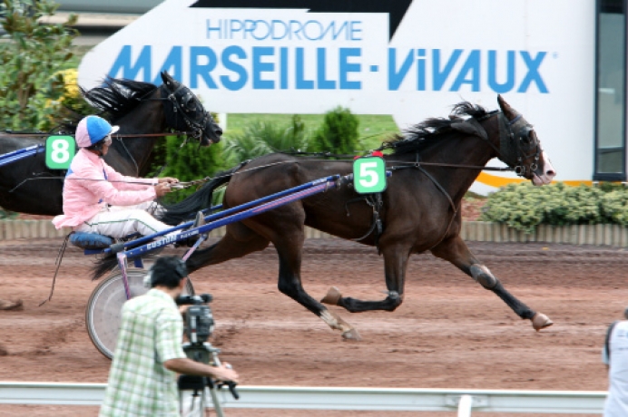 RECHERCHE-CHEVAUX-POUR-L-ETRANGER
