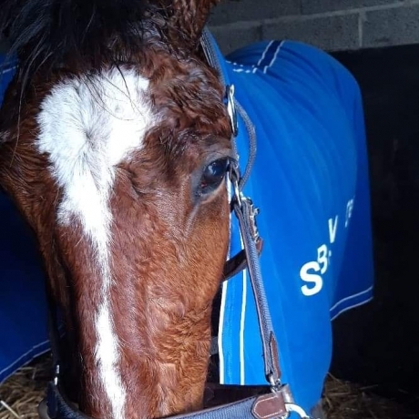 RECHERCHER-CHEVAL-PLUS-DE-180--000-GAINS