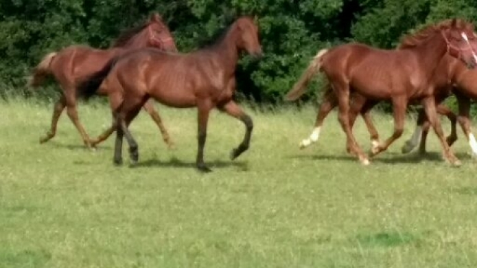 Haras-sur-22-hectares-a-25-min-de-Caen