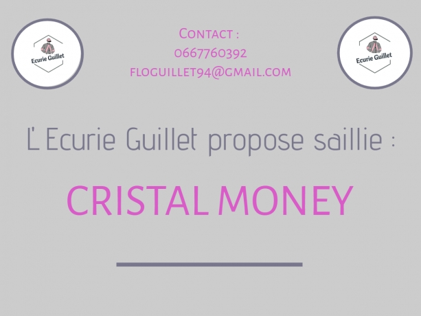 Vends-saillie-CRISTAL-MONEY