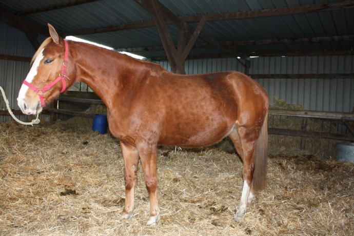 pouliniere a vendre trotteur