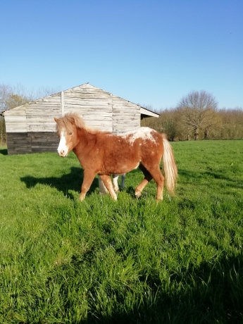 pouliche-Falabella